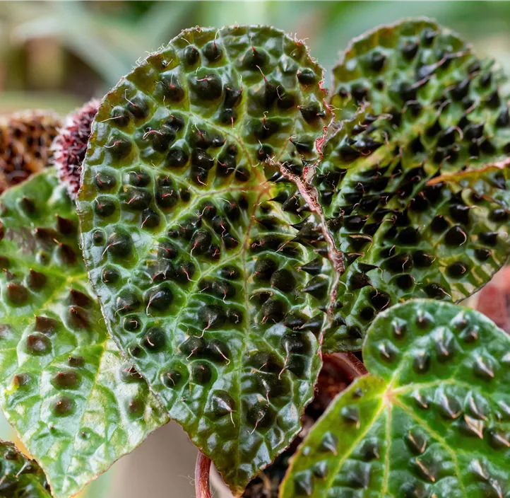 Begonie 'Ferox' Begonie 'Ferox'