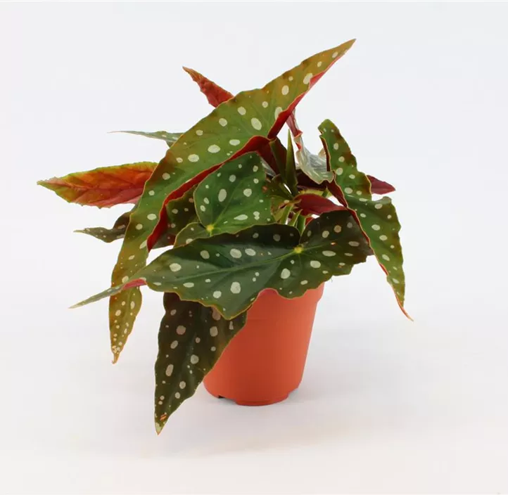 Forellenbegonie 'Cracklin Rosie'