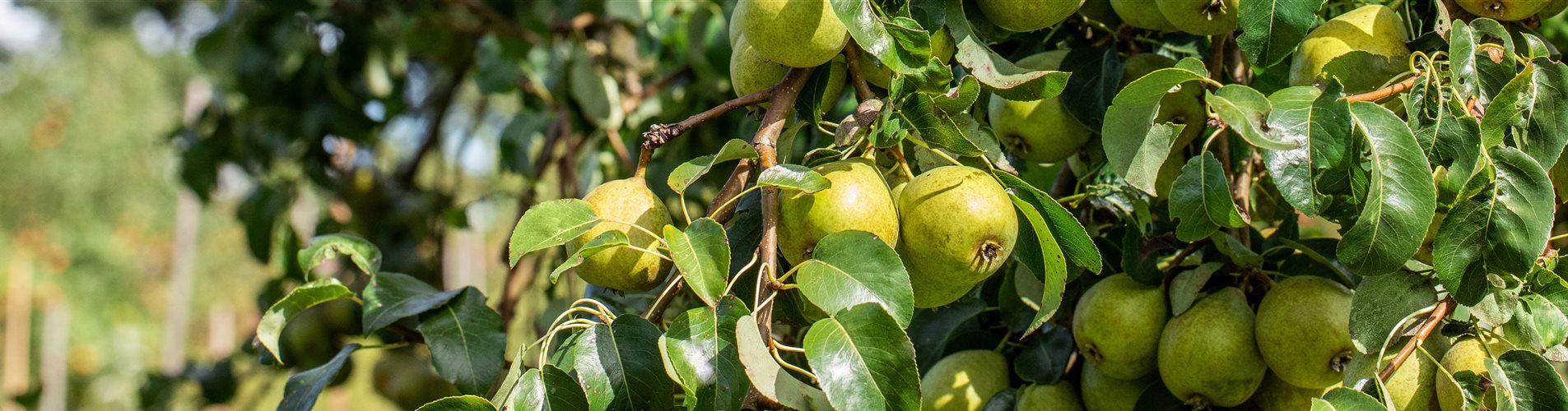 Birnbaum voll mit Früchten Birnbaum voll mit Früchten