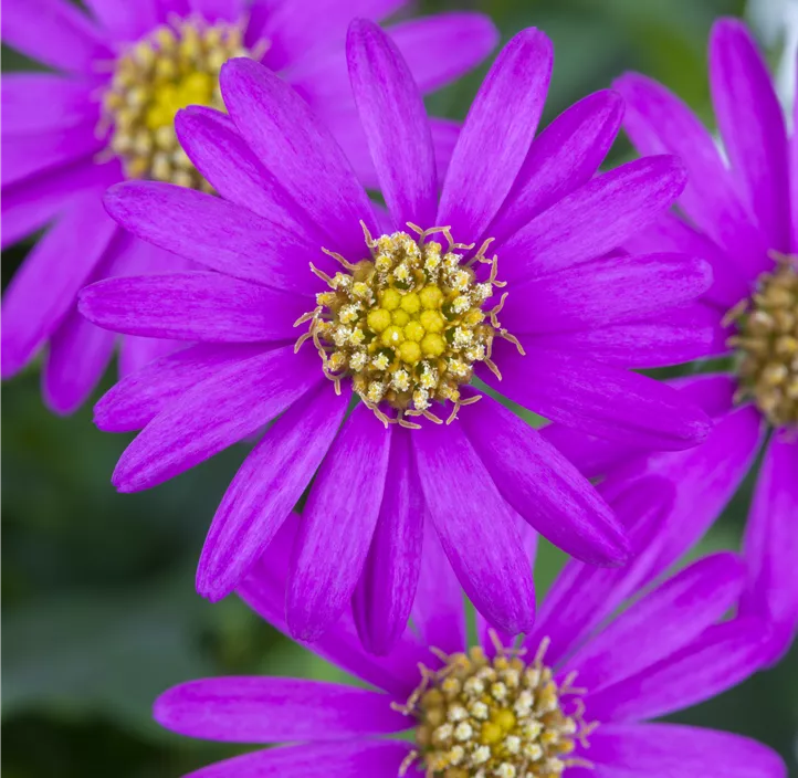 Blaues Gänseblümchen