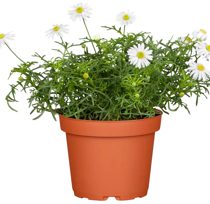 Blaues Gänseblümchen