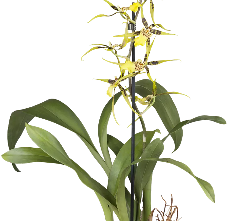 Spinnenorchidee Spinnenorchidee