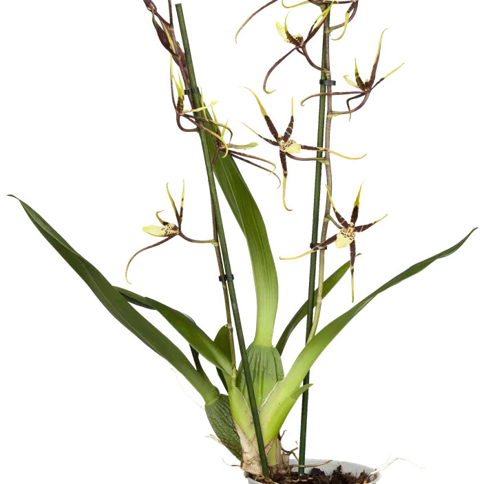 Spinnenorchidee Spinnenorchidee