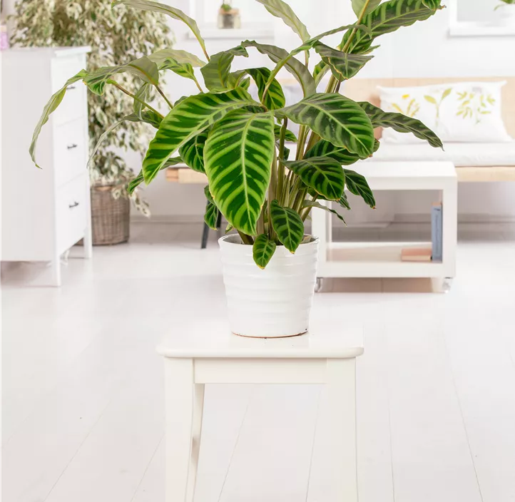 Korbmarante Korbmarante