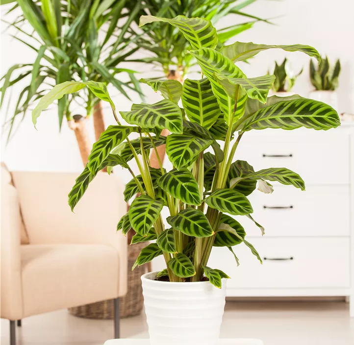 Korbmarante Korbmarante