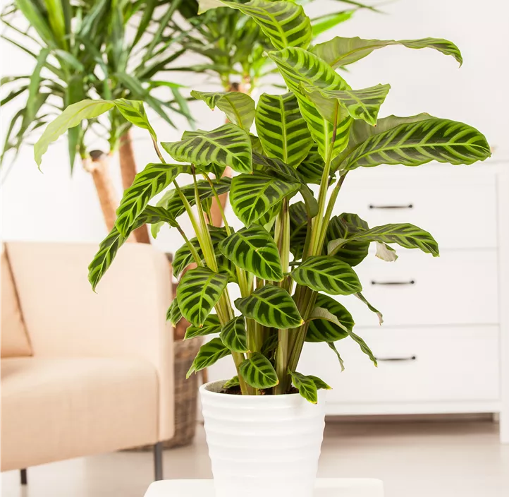 Korbmarante Korbmarante