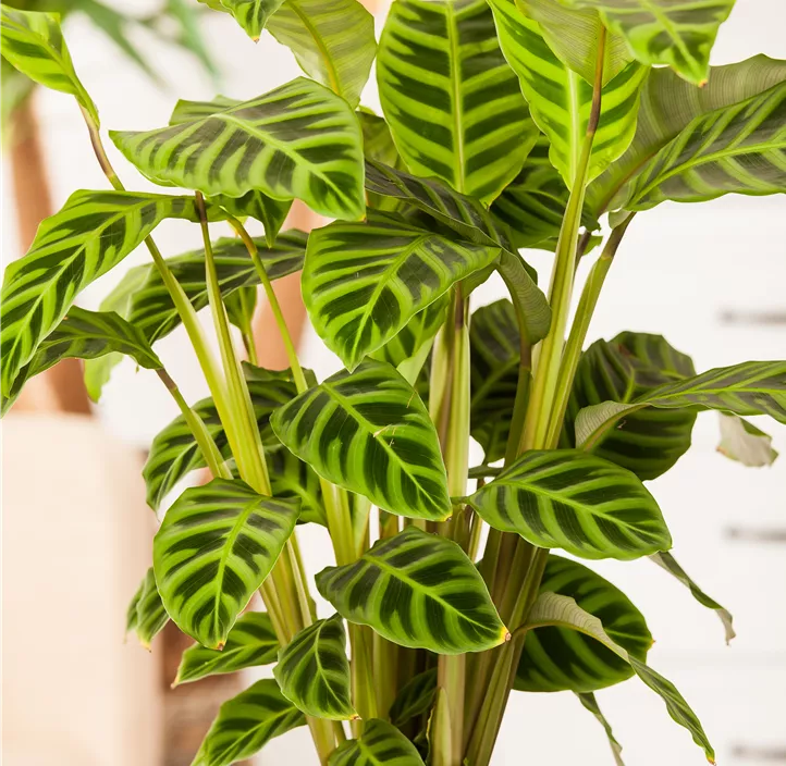 Korbmarante Korbmarante