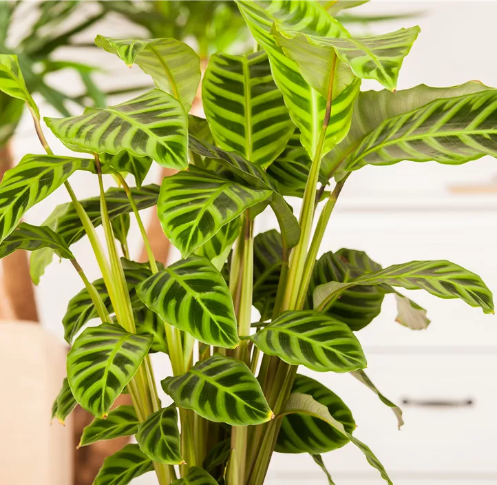 Korbmarante Korbmarante