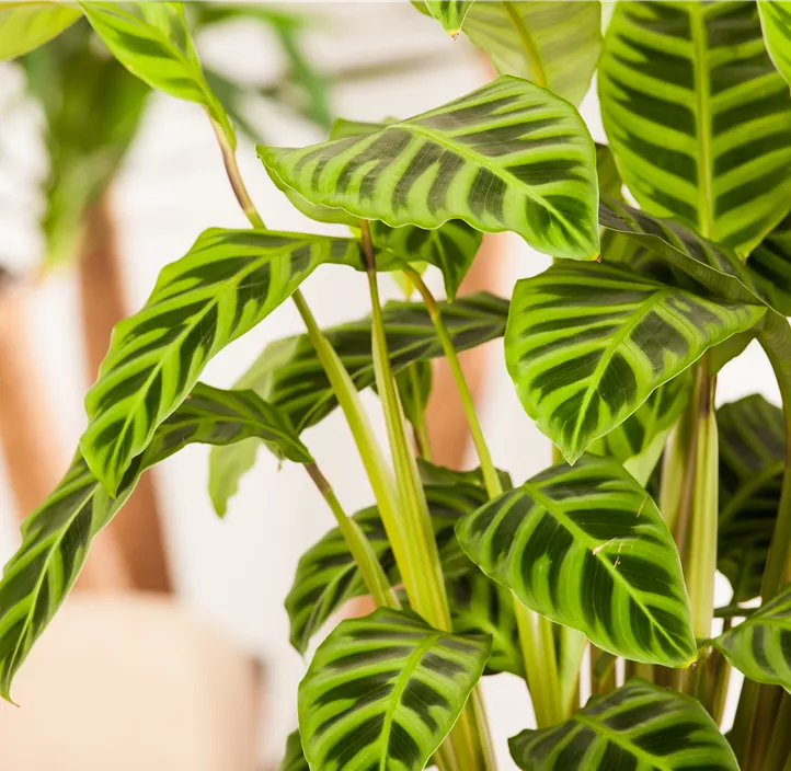 Korbmarante Korbmarante