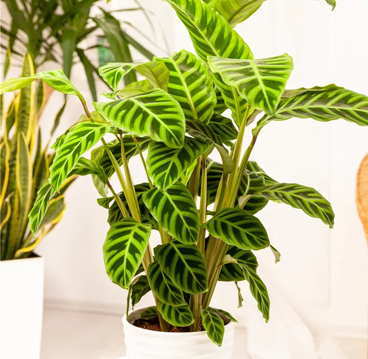 Korbmarante Korbmarante