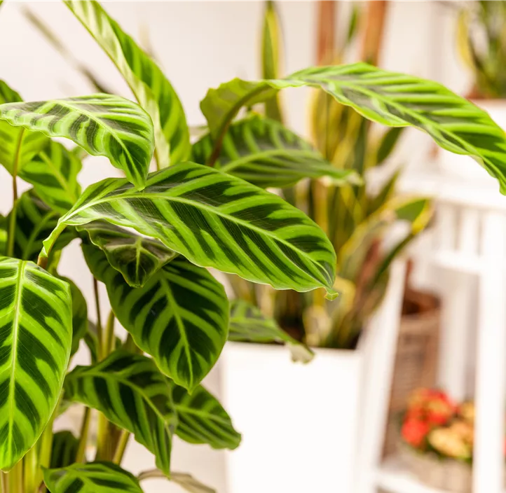 Korbmarante Korbmarante