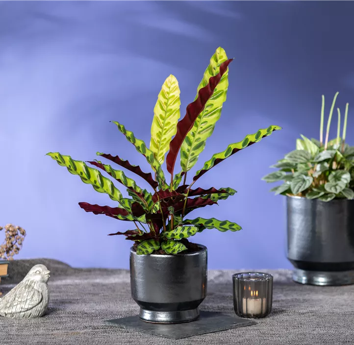 Korbmarante Korbmarante