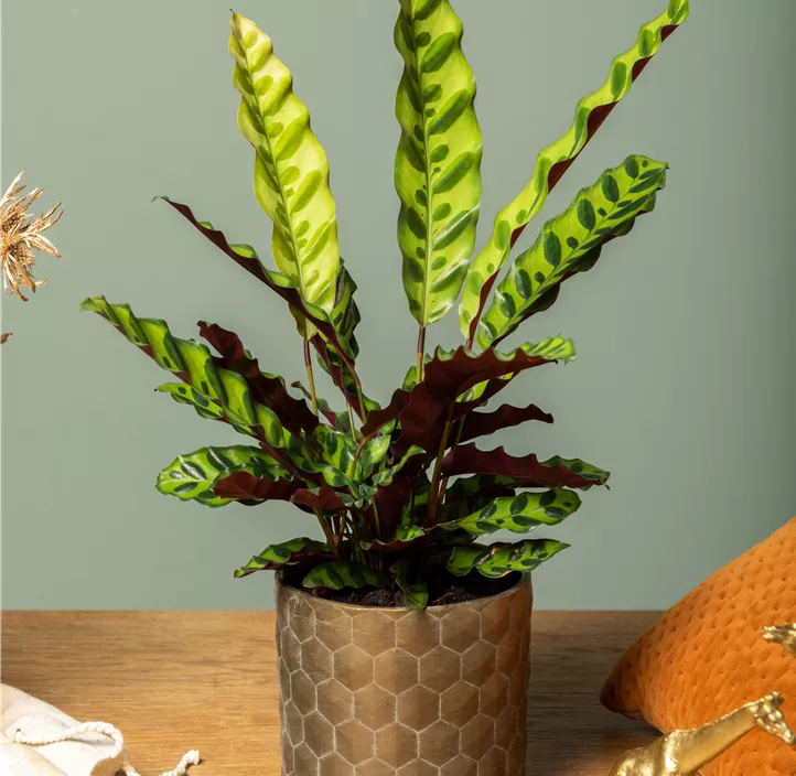 Korbmarante Korbmarante