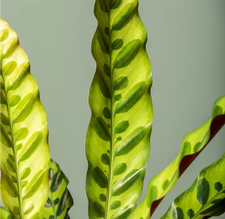 Korbmarante Korbmarante