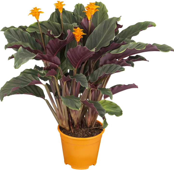 Korbmarante Korbmarante