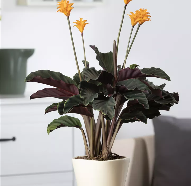 Korbmarante Korbmarante