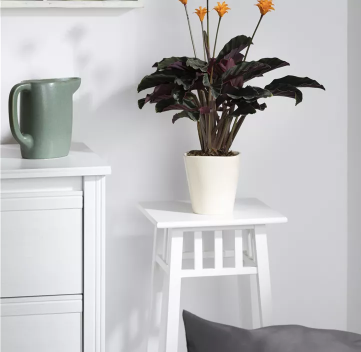 Korbmarante Korbmarante