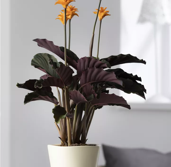 Korbmarante Korbmarante