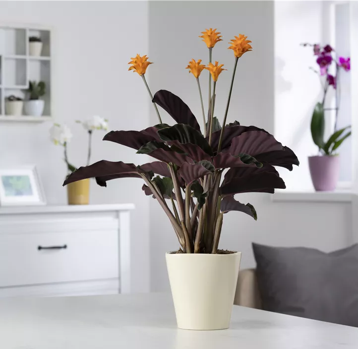 Korbmarante Korbmarante