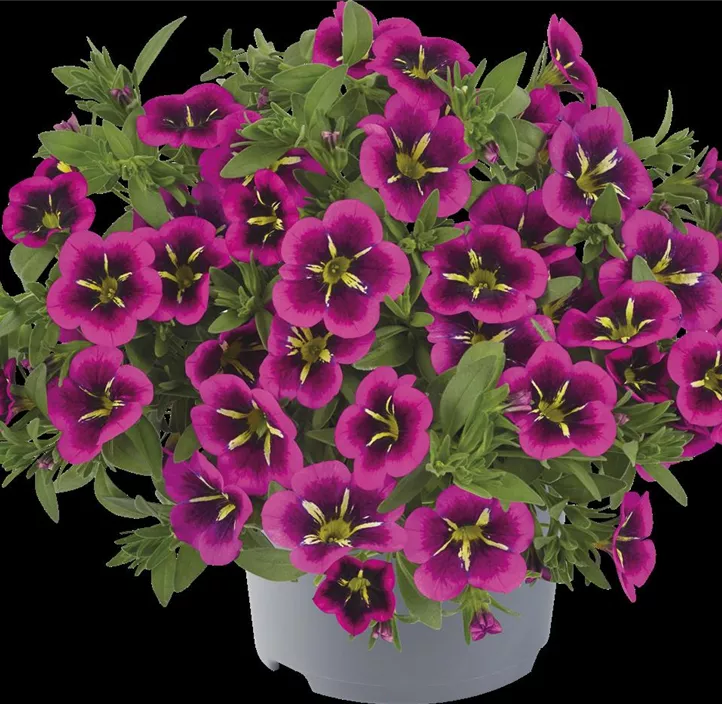 Zauberglöckchen 'Cabaret® Goodnight Kiss' Zauberglöckchen 'Cabaret® Goodnight Kiss'