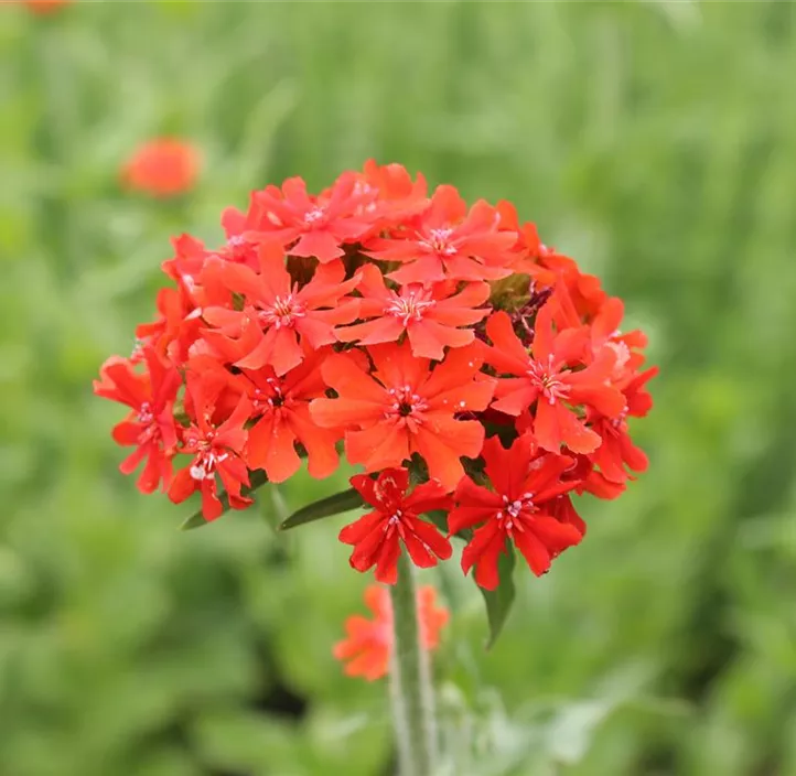 Brennende Liebe Brennende Liebe