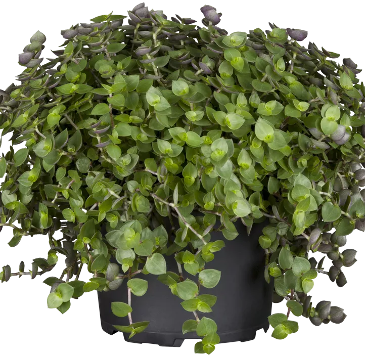 Kriechendes Schönpolster Kriechendes Schönpolster