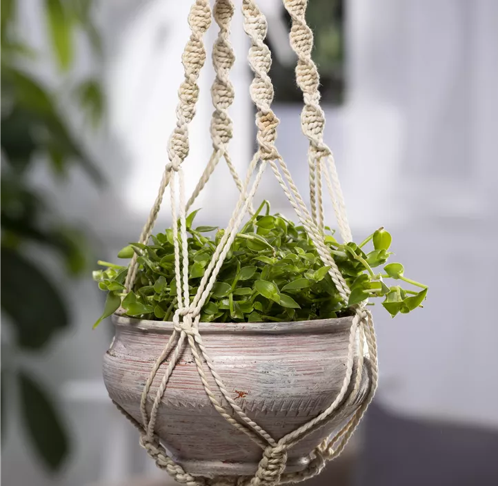 Kriechendes Schönpolster Kriechendes Schönpolster