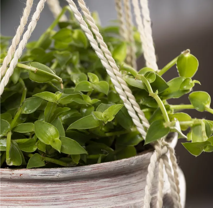 Kriechendes Schönpolster Kriechendes Schönpolster