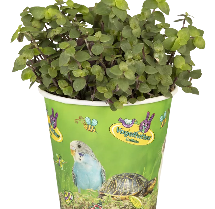 Kriechendes Schönpolster Kriechendes Schönpolster