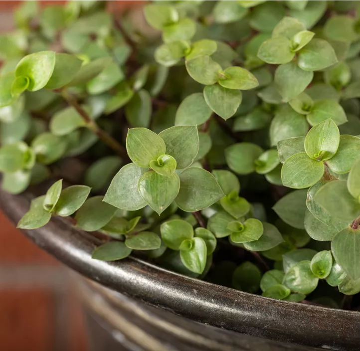 Kriechendes Schönpolster Kriechendes Schönpolster