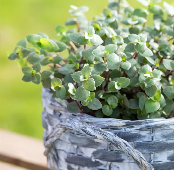 Kriechendes Schönpolster Kriechendes Schönpolster