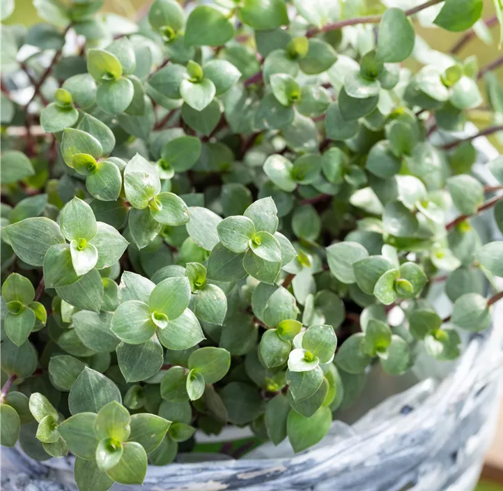 Kriechendes Schönpolster Kriechendes Schönpolster