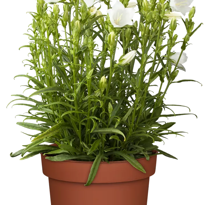 Garten-Knäuel-Glockenblume 'Genti White' Garten-Knäuel-Glockenblume 'Genti White'