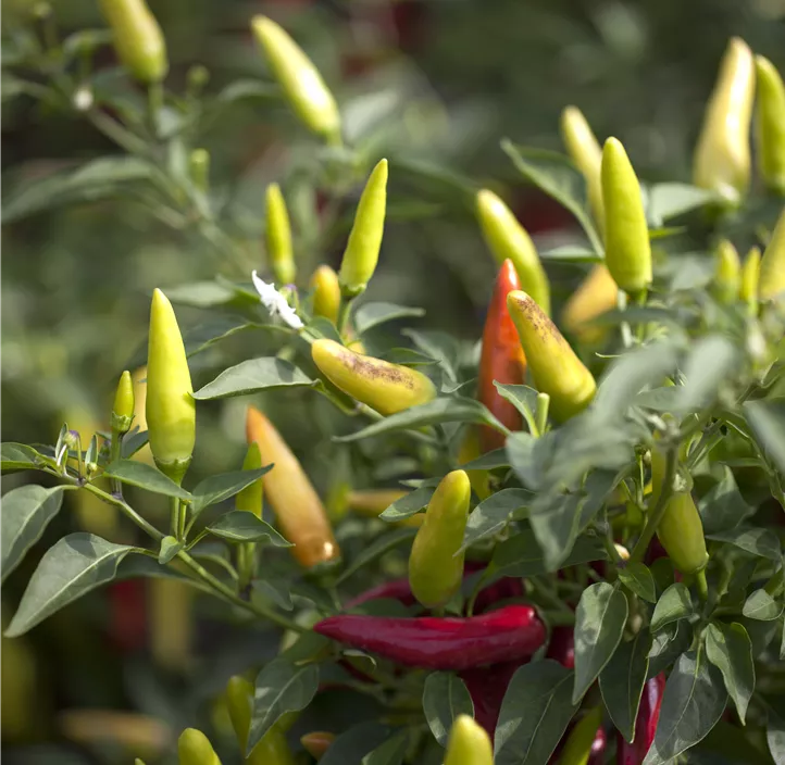 Chili Scorpion chocolate Chili Scorpion chocolate