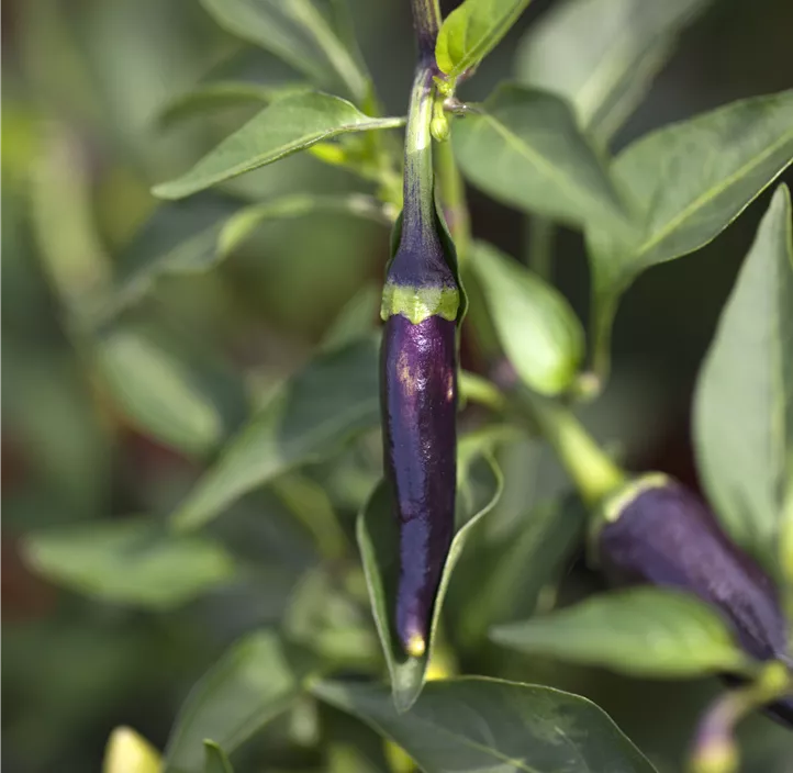 Chili Scorpion chocolate Chili Scorpion chocolate