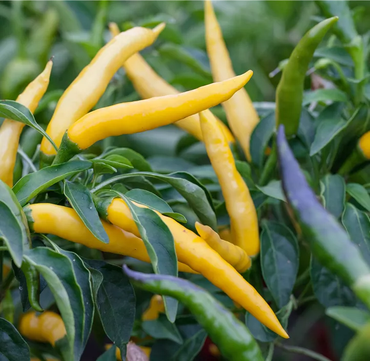 Chili Scorpion chocolate Chili Scorpion chocolate