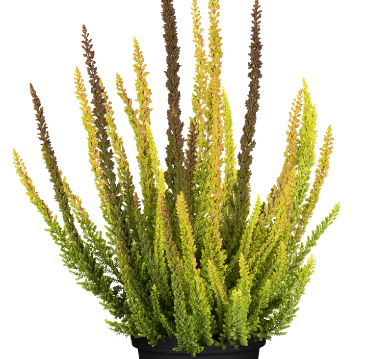 Knospenblüherheide Beauty Ladies Knospenblüherheide Beauty Ladies