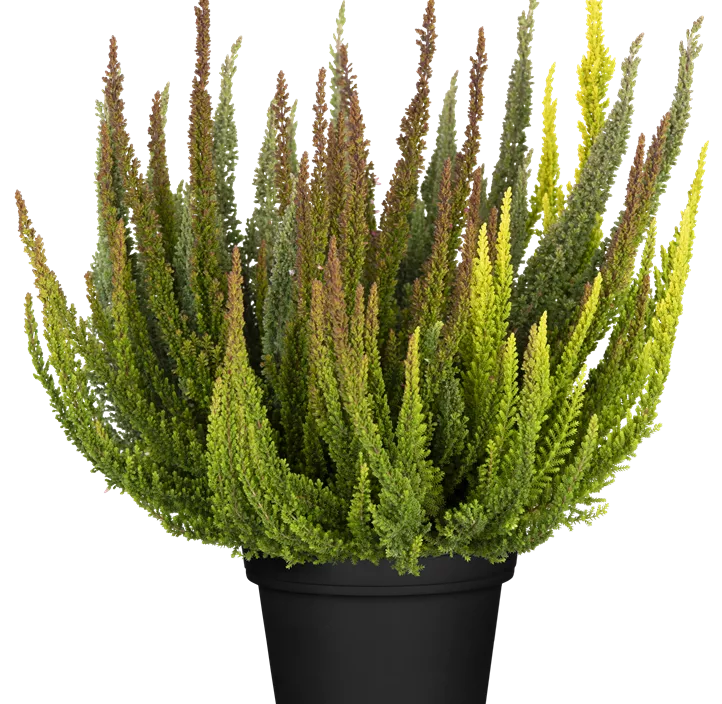 Knospenblüherheide Beauty Ladies Knospenblüherheide Beauty Ladies