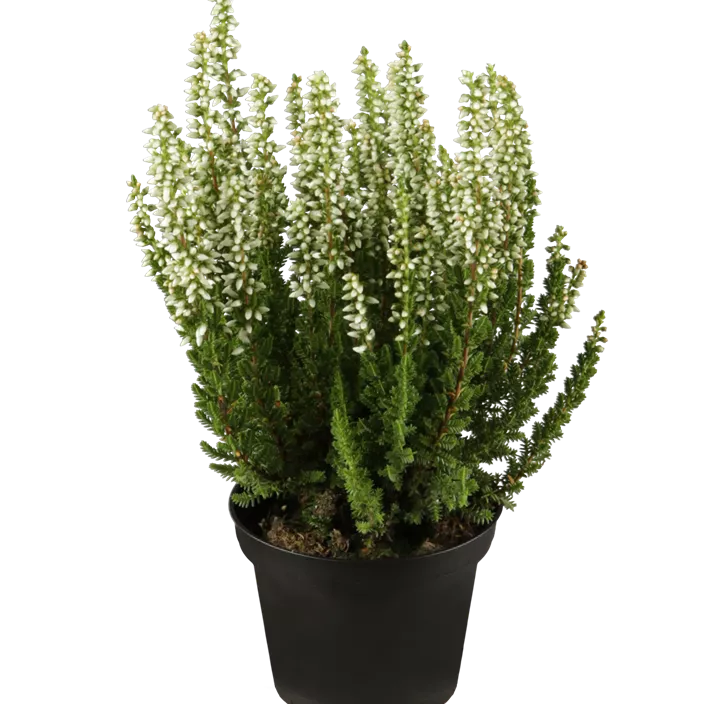 Knospenheide Beauty Ladies® Knospenheide Beauty Ladies®