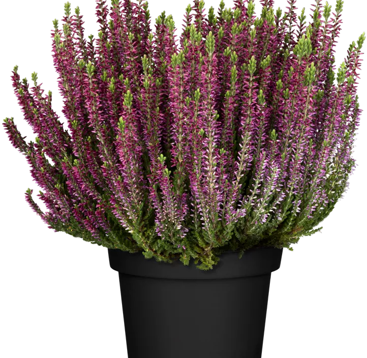 Knospenheide Beauty Ladies® Knospenheide Beauty Ladies®