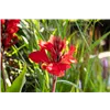 bellaflora Gartencenter GmbH bellaflora Gartencenter GmbH