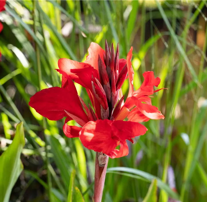 Indisches Blumenrohr 'Red King Humbert' Indisches Blumenrohr 'Red King Humbert'