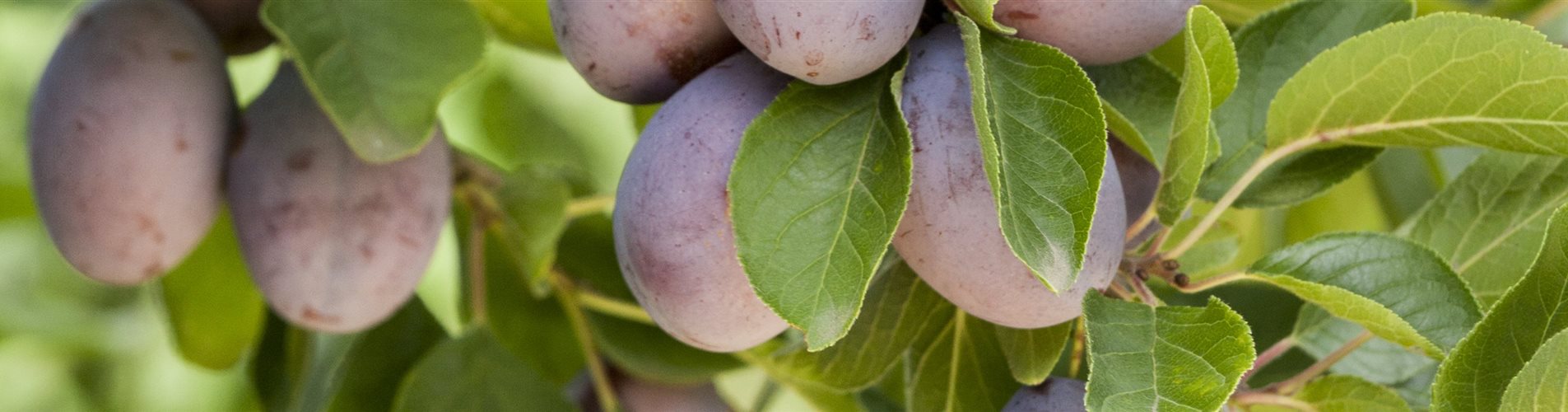 Prunus domestica subsp. domestica Prunus domestica subsp. domestica