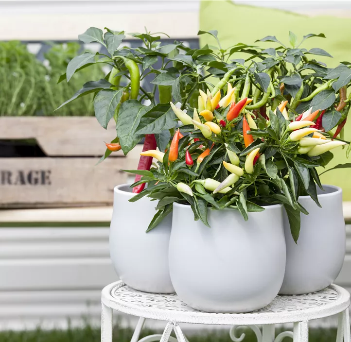 Chili 'Bolivian Rainbow'