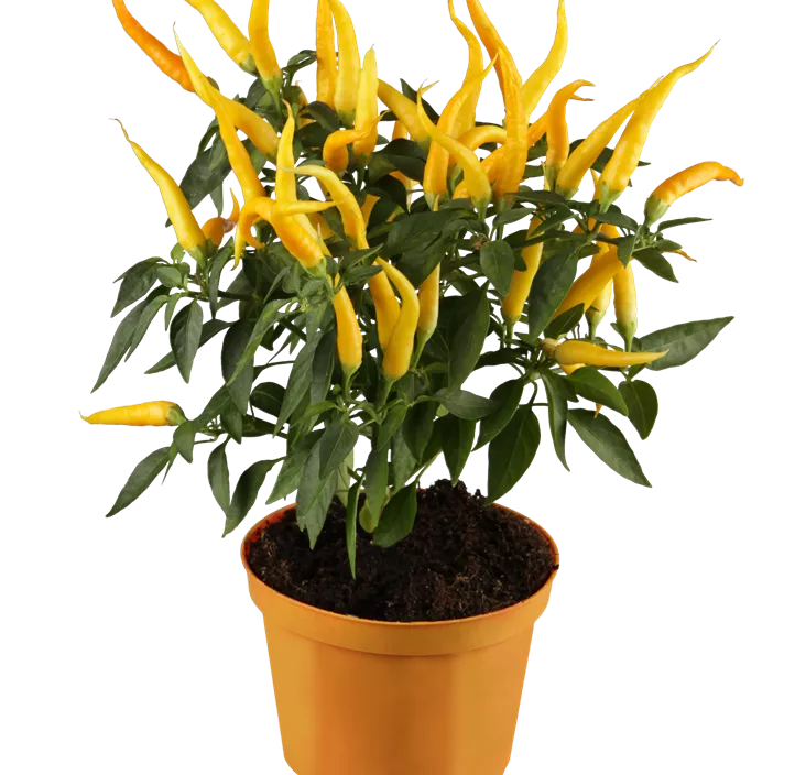 Paprika 'Asian Chili'