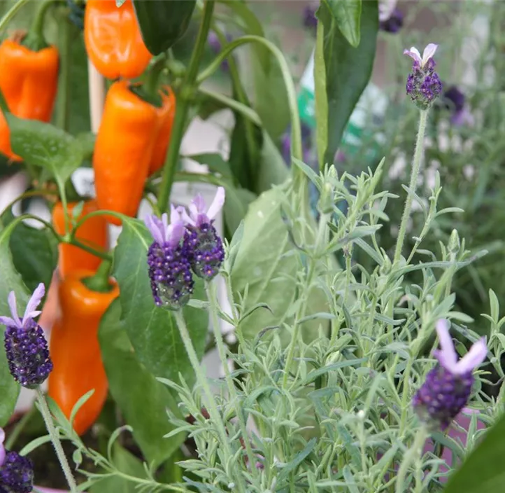 Paprika 'Corno giallo' Paprika 'Corno giallo'