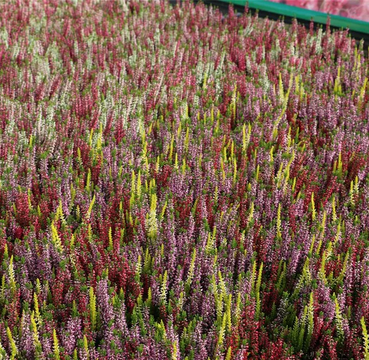 Knospenheide Beauty Ladies® 'Trio' Knospenheide Beauty Ladies® 'Trio'