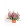 bellaflora Gartencenter GmbH bellaflora Gartencenter GmbH