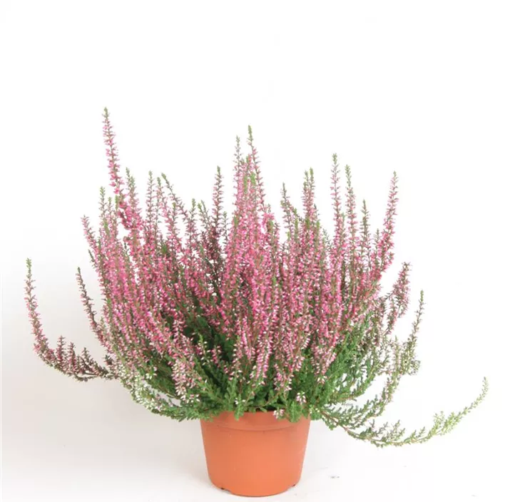 Winterharte Knospenheide Gardengirls®  Winterharte Knospenheide Gardengirls®