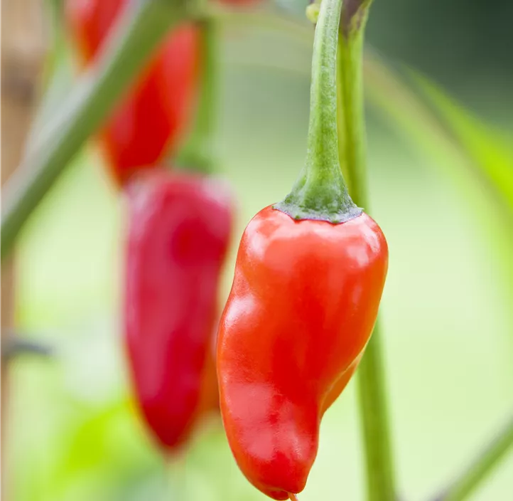 Paprika 'Mini Merino'